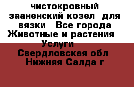 чистокровный зааненский козел  для вязки - Все города Животные и растения » Услуги   . Свердловская обл.,Нижняя Салда г.